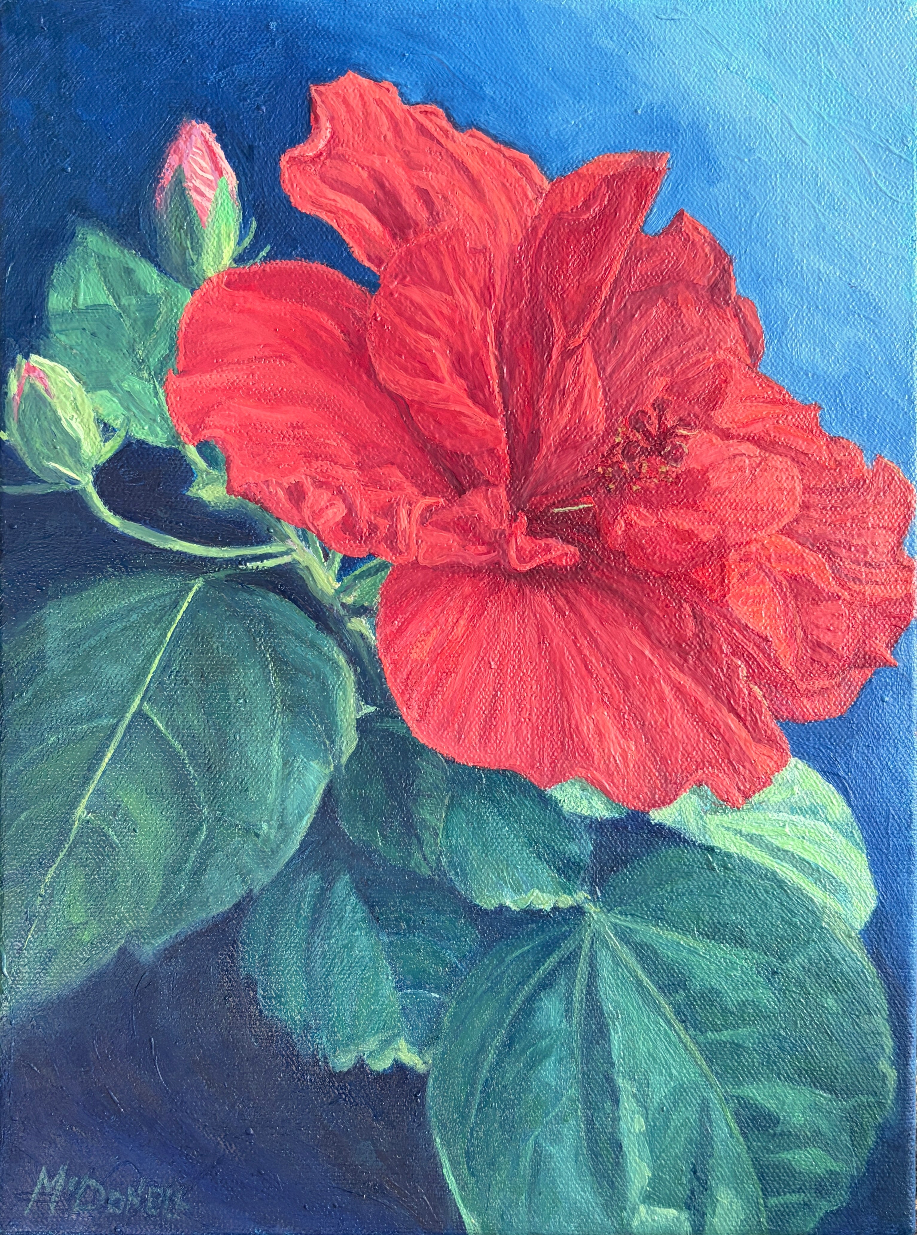 Red Hibiscus | Sharon McDonell Art