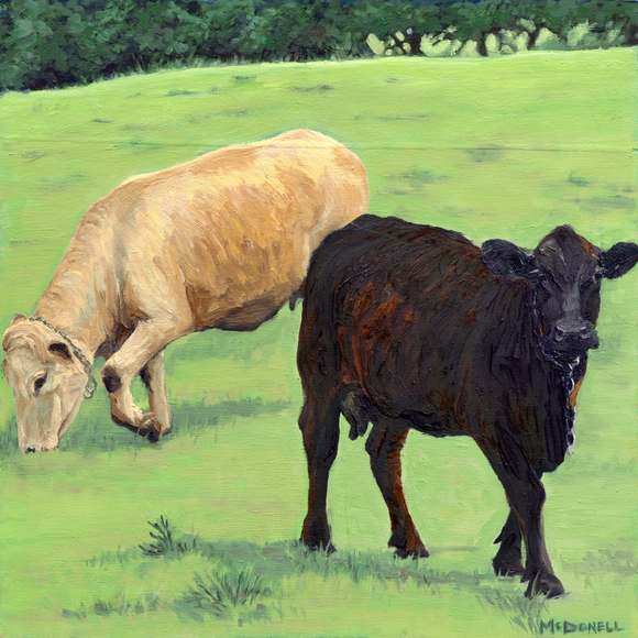 Two cows, one beige and one black, grazing in a green field with trees in the background.