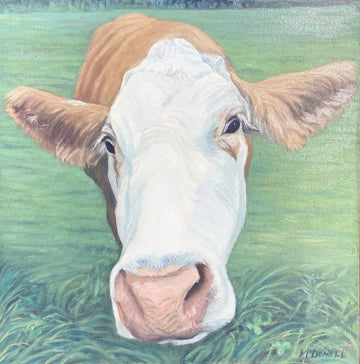 Curiosity in Lochiel Original