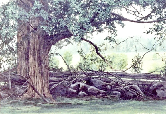 Line Fence Early Original