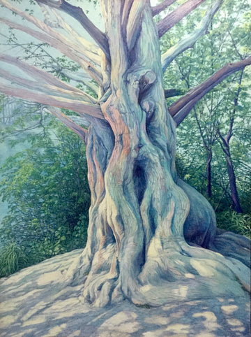 High Park Cypress