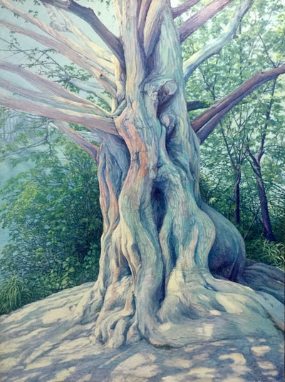 High Park Cypress