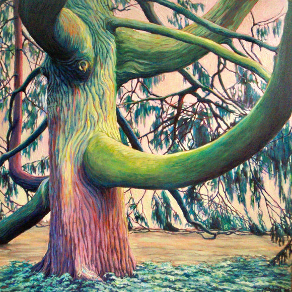 MacLaughlin Pine